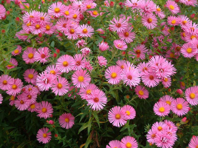 aster novae-angliae 'Rudelsburg'