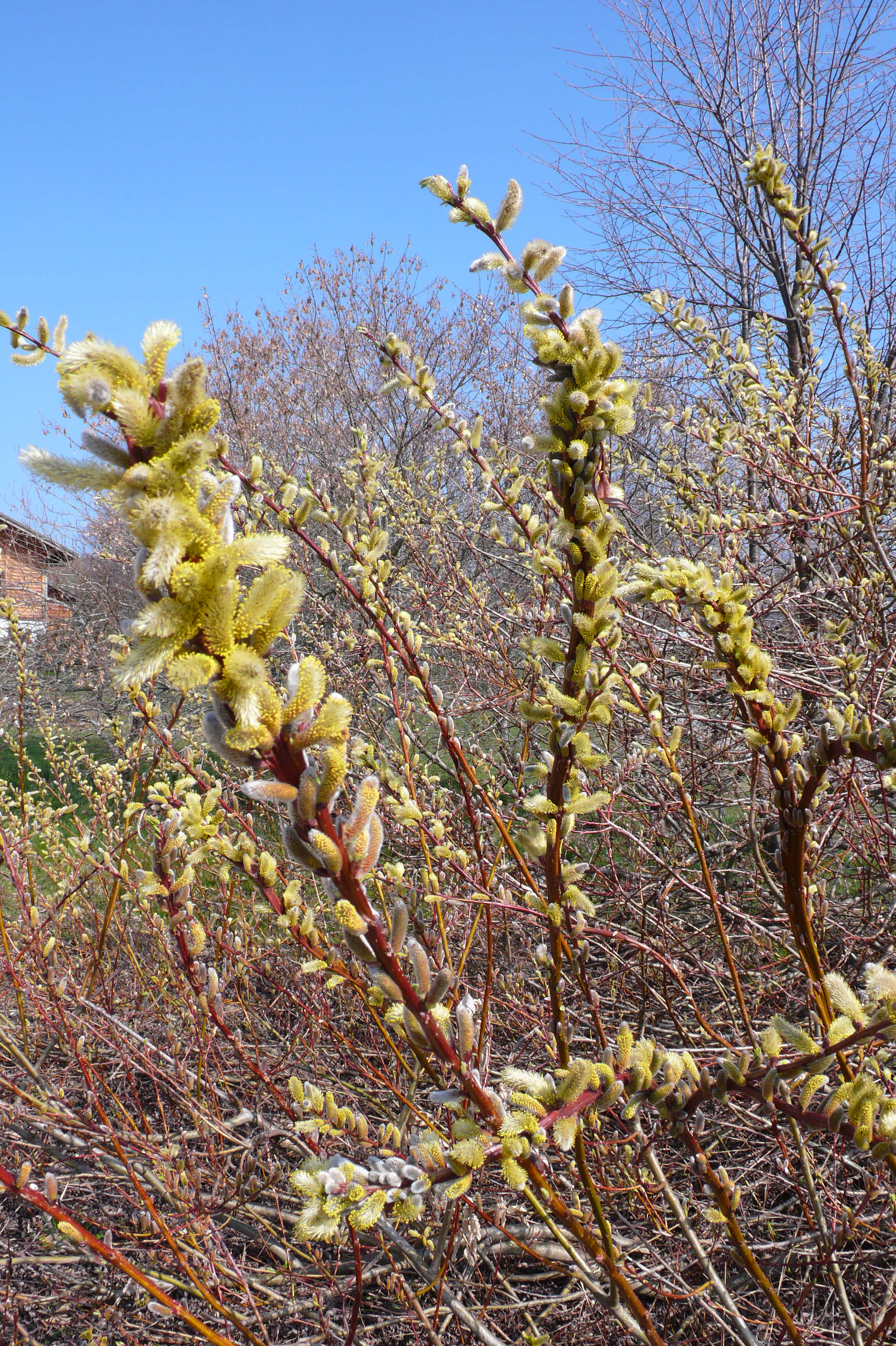 Salix sacchalinenesis 'Sekka'