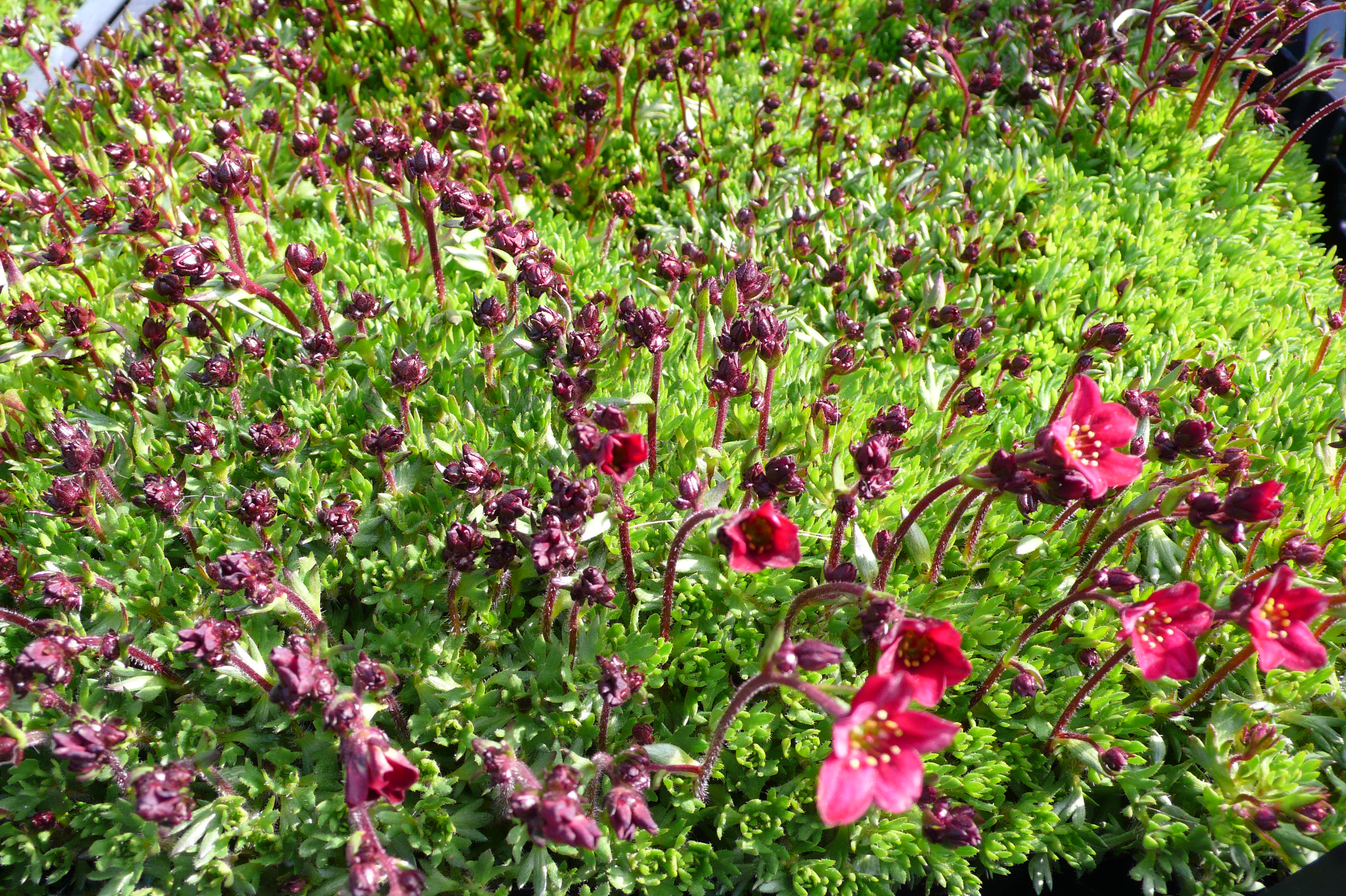 saxifrage arendsii